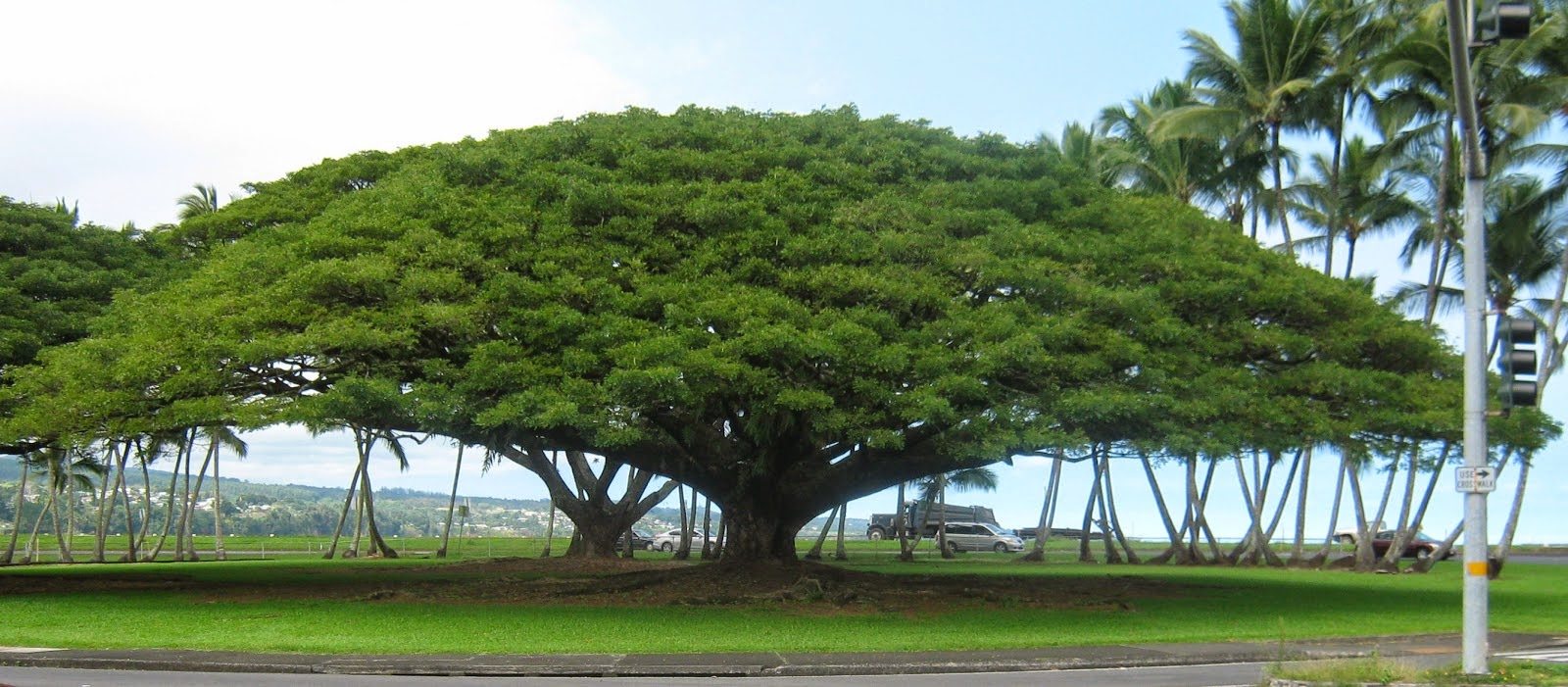 Why Rain Tree Is Called Rain Tree