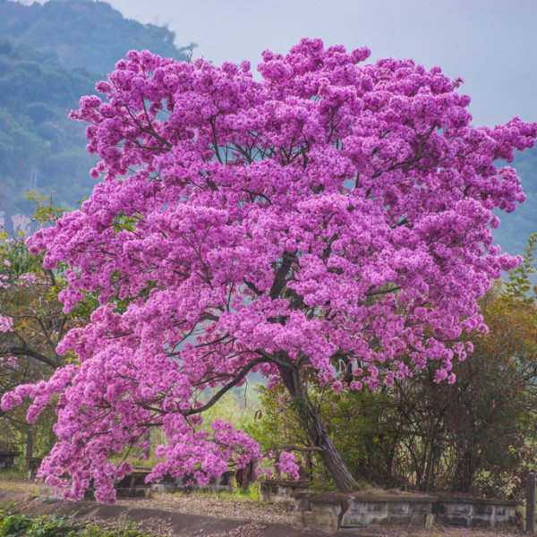 Pink Trumpet Tree Siva Ashram